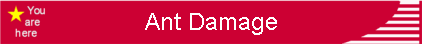 Ant Damage